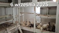 Kurczaki w kurniku * 6.  09.  2025 #chickens