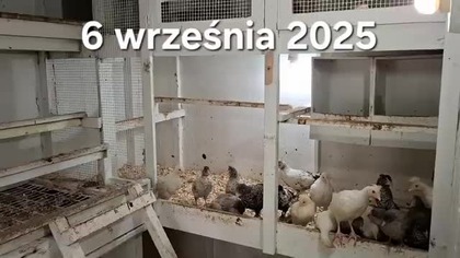 Kurczaki w kurniku * 6.  09.  2025 #chickens