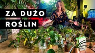 Mam za dużo roślin w domu...  Przegląd sadzonek roślin domowych
