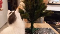 What is a CHRISTMAS TREE really for? Cat s logic | Merry Christmas Eveyone!