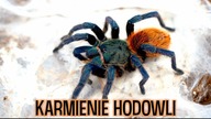 KARMIENIE i ogarnianie hodowli #7 GŁODNE PAJĄKI 