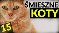 ŚMIESZNE KOTY #15  DUBBING: MATT OLECH