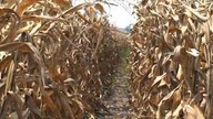 Jedzenie ma znaczenie - Food Matters (Lektor PL) full