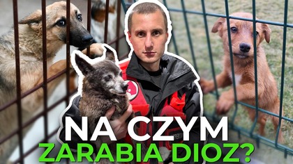 Dolnośląski Inspektorat Ochrony Zwierząt (DIOZ) to organizacja, która przez lata budowała swój wizerunek jako bohater ratujący zwierzęta. Jednak za medialnym blaskiem kryją się kontrowersje, oskarżenia o nielegalne działania oraz zarzuty o wykorzystywanie zbiórek internetowych do celów finansowych. W tym filmie przyjrzymy się dokładnie działalności DIOZ  ich finansom, głośnym sprawom prawnym oraz podejrzanym praktykom, które wzbudziły zainteresowanie Centralnego Biura Śledczego. Czy DIOZ naprawdę pomaga zwierzętom, czy to tylko sprytny biznes na ludzkiej empatii? Zobacz naszą analizę i dowiedz się, dlaczego warto zawsze sprawdzać fundacje, zanim im zaufamy!


Nauka ekonomii w prosty i przystępny sposób!

BLOG: Prostaekonomia.pl

WESPRZYJ nasz projekt:
https://patronite.pl/prostaekonomia

ProstaEkonomia po angielsku: http://econclips.com/
Odwiedź nas na stronie WWW: https://prostaekonomia.pl/
Odwiedź nasz kanał YouTube: https://www.youtube.com/c/ProstaEkonomia
Odwiedź nas na Facebooku: https://www.facebook.com/prostaekonomia
Śledź nas na Twitterze: https://twitter.com/prostaekonomia
Oglądaj nas na Instagramie: https://www.instagram.com/prostaekonomia



Prosta Ekonomia to blog ekonomiczny. Naszym celem jest nauka ekonomii poprzez lekkie w odbiorze filmy animowane. Poruszamy różne zagadnienia ekonomiczne, często angażując fanów do interakcji. Ekonomia, finanse, pieniądze, oszczędzanie, inwestycje, systemy monetarne i systemy ekonomiczne - to wszystko znajdziesz w naszych filmach i podcastach. Dowiesz się jak zdobyć bogactwo i jak podejmować dobre decyzje finansowe. Będziesz umiał lepiej zarządzać swoimi finansami osobistymi. Unikniesz piramidy finansowej oraz kredytu, który wpędzi Cię w pułapkę kredytową. Poznasz lepiej funkcjonowanie gospodarki. Poznasz działanie banków centralnych i banków komercyjnych. Inflacja i deflacja nie będą już zagrożeniem, a kryzys stanie się okazją, a nie tragedią finansową.