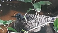 Sunbittern / Słonecznica / Eurypyga helias