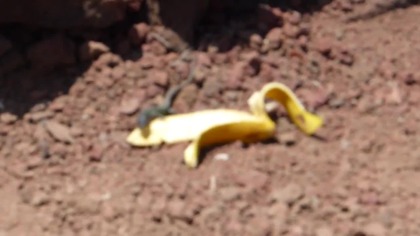 jaszczurka je banana