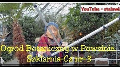 Odc-557,cz nr 3-Szklarnie w Powsinie-Raj cytrusowy,kwitnące kwiaty,palmy itp.