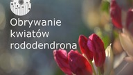 Jak dbać o rododendrony gdy przekwitną? R&oacute;żanecznik pielęgnacja- obrywanie przekwitniętych kwiat&oacute;w.