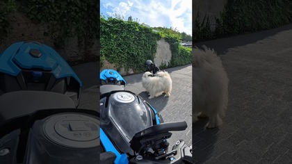 MOTOCYKLISTA KIEDY SPOTKA PIESKA