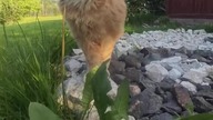 Eryk Yin Yang #shorts #yinyang #cat #mainecoon