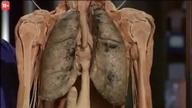 Anatomia dla Poczatkujacych 03 Uklad Pokarmowy