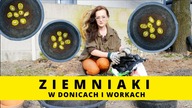 SADZENIE ZIEMNIAKÓW w donicy i w workach na balkonie i tarasie. Jak sadzić ziemniaki w pojemnikach?
