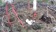 https://www. youtube. com/watch?vo9nwoxQpW68