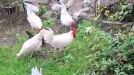 Kury na zielonym * 16.  09.  2025 #hens