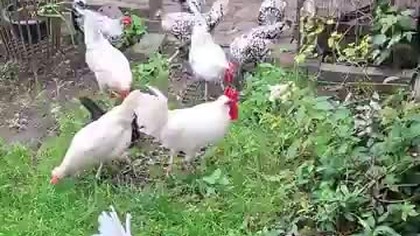 Kury na zielonym * 16.  09.  2025 #hens