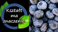 Manipulują nami - czyli kształt borówek ma znaczenie.