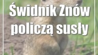Świdnik: Znów policzą susły