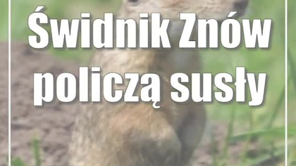 Świdnik: Znów policzą susły