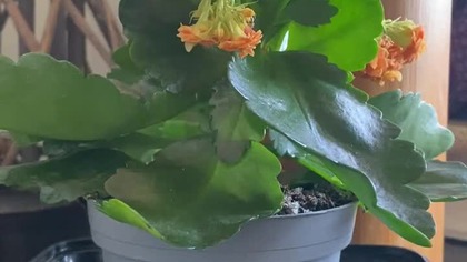 Historia pani Heidi z Danii.  Antypsychiatria w Danii.