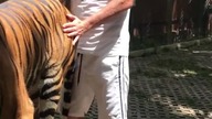 Tiger num bum