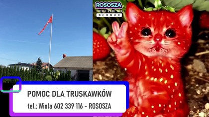 POTRZEBNA POMOC! Nd, 19. 4. 2026r.  W.  Olszański, M.  Osadowski Rodacy Kamraci NPTV.pl