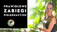 Filodendron podwójnie pierzasty - Thaumatophyllum bipinnatifidum - Jak dbać, podlewać, rozmnażać
