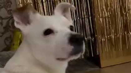 video 0db194acb78676bdfdbff4672b32c20f V