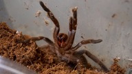 Co u grupówki 5x Hysterocrates sp. gigas?
