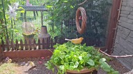 Gwiazdnica pospolita dla kanarków i gołąbków diamentowych * W Garden kuRaż * 04. 06. 2026