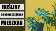 ROŚLINY DONICZKOWE do nowoczesnych wnętrz
