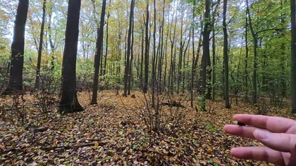 Grzybobranie w Miechowicach, Bytom, Las, Śląsk, Polska