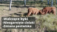 Vlog z farmy.  Sierpień 2020