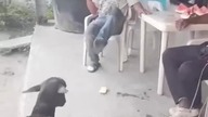  #funny #viral #shorts #funnyvideos #trustedhumor #3 @tiktok. shotty