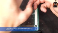 Ptasznik olbrzymi - Lasiodora parahybana L8 miniterrarium