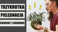 TRZYKROTKA wymagania, pielęgnacja, uprawa, choroby i szkodniki