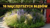 Jakich BŁĘDÓW nie popełnić przy rozmnażaniu bylin i traw ozdobnych? 10 najczęstszych błędów