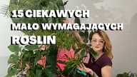 15 mało wymagających, CIEKAWYCH i łatwych w uprawie ROŚLIN DOMOWYCH! Rośliny dla początkujących