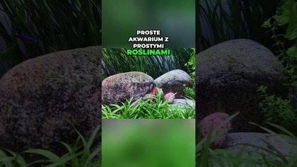 Piękny hardscape za grosze! 