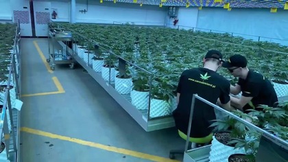 ODMIANY ODPORNE NA PLEŚŃ 