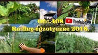 Odc. 408 Rośliny Egzotyczne 2018.  Powoli zbliżamy się do wiosny :) Uprawa w Polsce.  Żuławy !