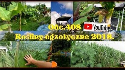 Odc. 408 Rośliny Egzotyczne 2018.  Powoli zbliżamy się do wiosny :) Uprawa w Polsce.  Żuławy !