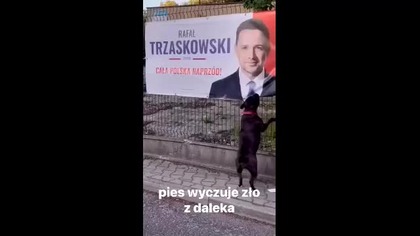 Pies o imieniu Pikus mp4 686x432