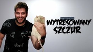 WYTRESOWANY SZCZUR | Poszukiwacz 531