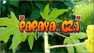 394 Papaya, papaja, uprawa od sadzonki