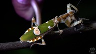 Xenesthis immanis i Creobroter gemmatus WYLINIAŁY!!
