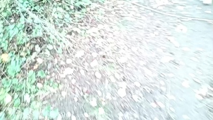 Leśny Spacer z Psem Rubikiem, czyli Klasyczna Żółta Morda! Q&A że spaceru! Dyskusje!