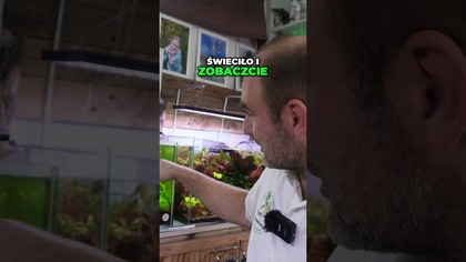 Plaga glonów w akwarium Restart ratunkiem!