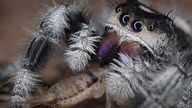 Feeding adult female Phiddipus regius