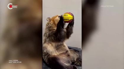 COMEDYCHANNELEXTRA - 07-02-2026 - Telesprzedaż