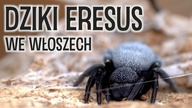 ERESUS (WŁOCHY) SPECIAL 